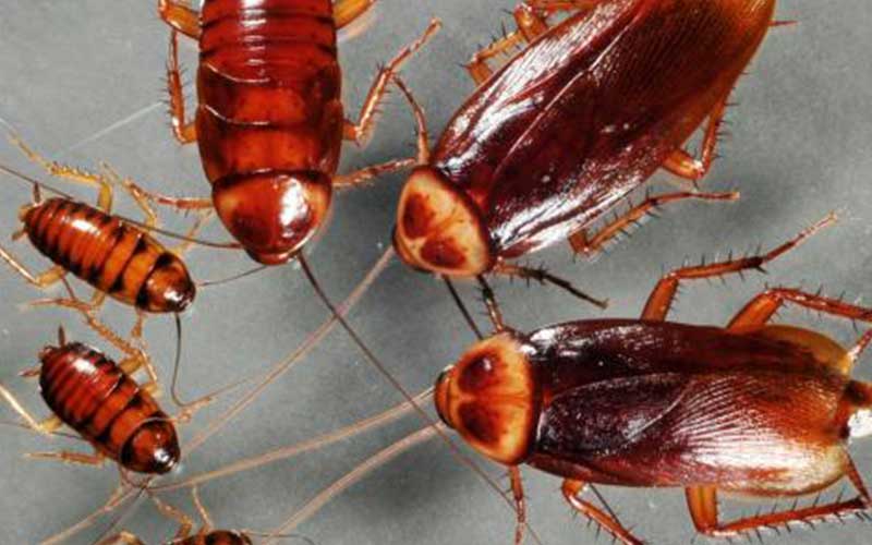 القضاء على الصراصير (سراق الزيت)