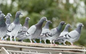 طرد الطيور من واجهات الفنادق والمباني التجارية في الرباط