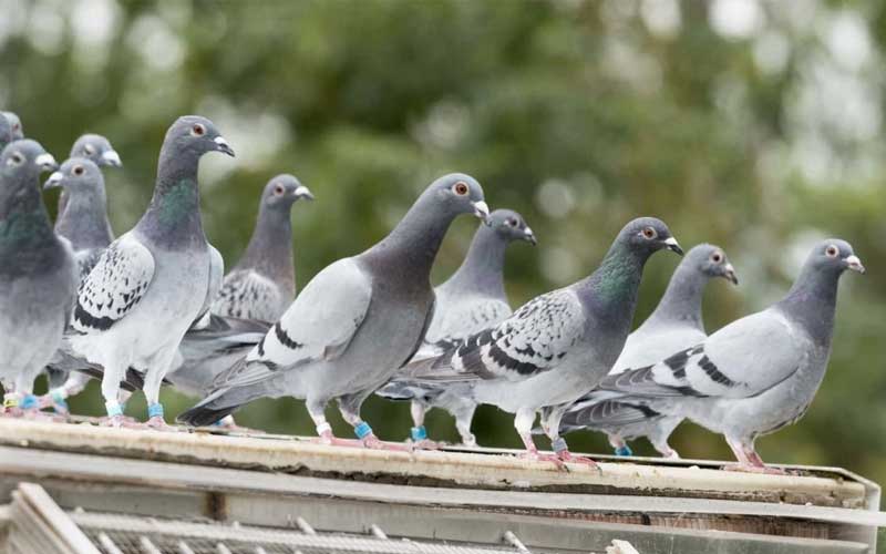 طرد الطيور من واجهات الفنادق والمباني التجارية في الرباط