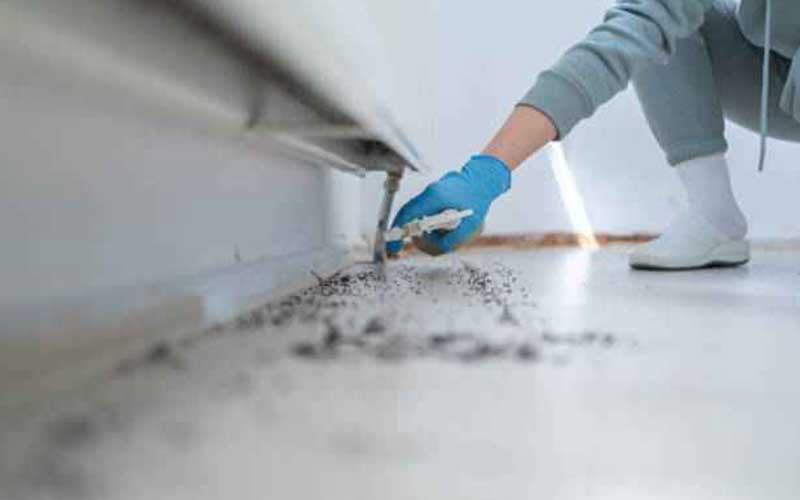 أفضل مبيد للنمل في في الرباط