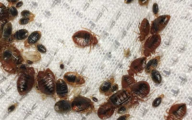 بق الفراش في الرباط