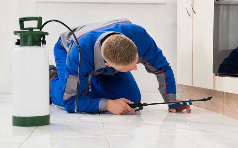 أسعار شركات مكافحة الحشرات في الرباط